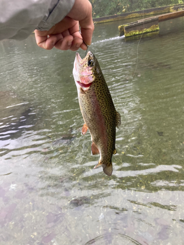 ニジマスの釣果