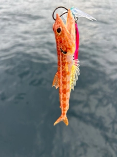 ホシノエソの釣果