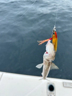 マエソの釣果