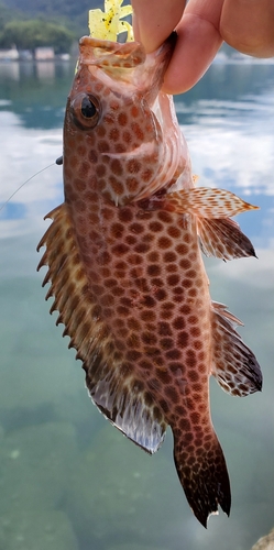 オオモンハタの釣果