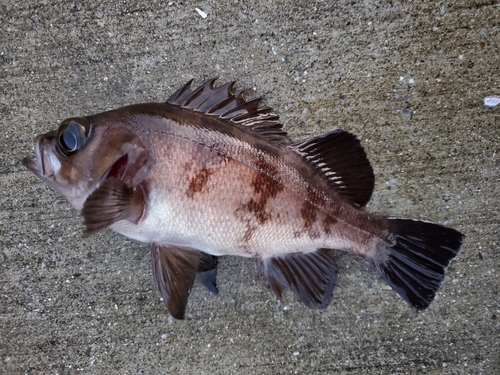 メバルの釣果