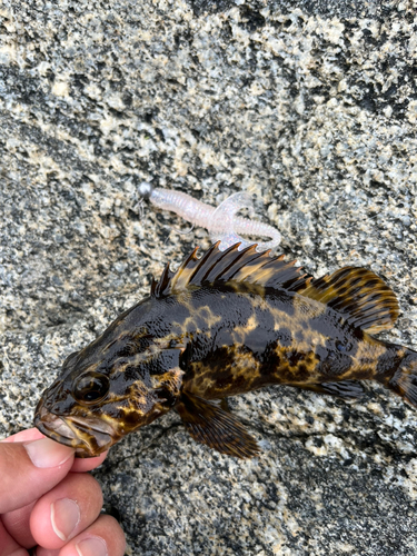 タケノコメバルの釣果