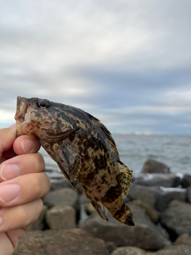 タケノコメバルの釣果