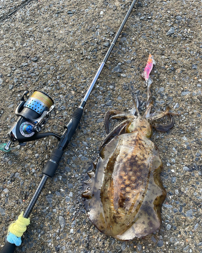 アオリイカの釣果