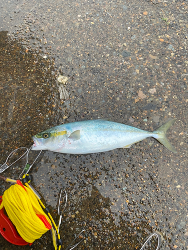 イナダの釣果