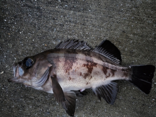 メバルの釣果