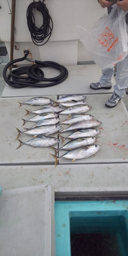 キハダマグロの釣果