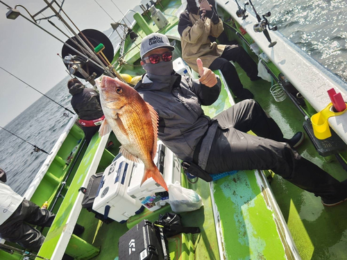 マダイの釣果