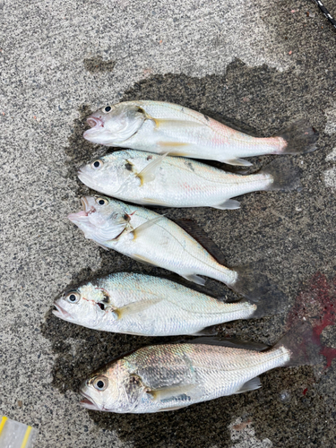 イシモチの釣果