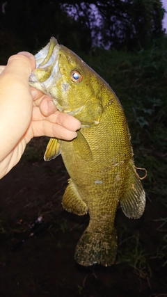 スモールマウスバスの釣果