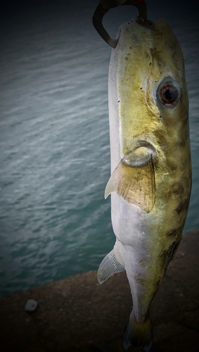 シロサバフグの釣果