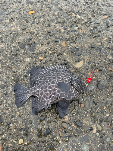 イシガキダイの釣果