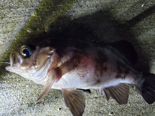 メバルの釣果