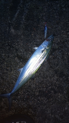 サゴシの釣果