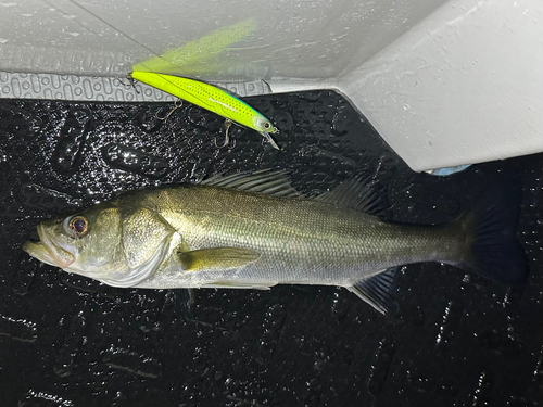 シーバスの釣果