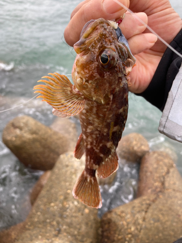 ガシラの釣果