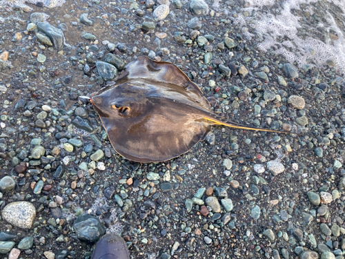 アカエイの釣果