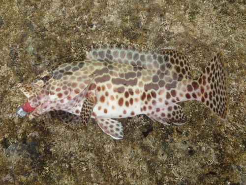 イシミーバイの釣果