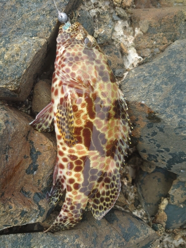 イシミーバイの釣果