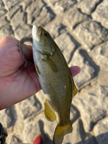 スモールマウスバスの釣果