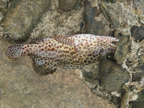 イシミーバイの釣果