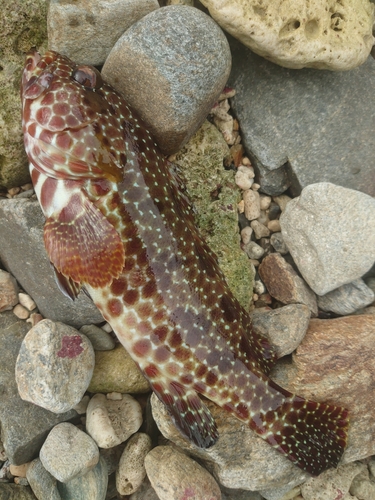 イシミーバイの釣果