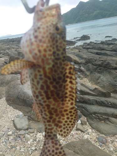 イシミーバイの釣果