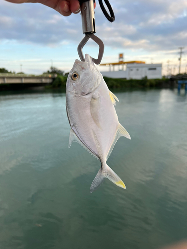 メッキの釣果