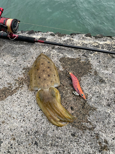 コウイカの釣果