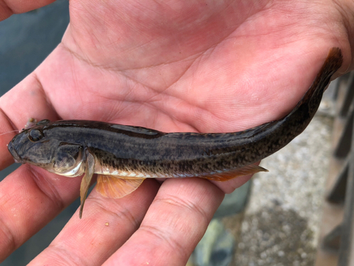 マハゼの釣果