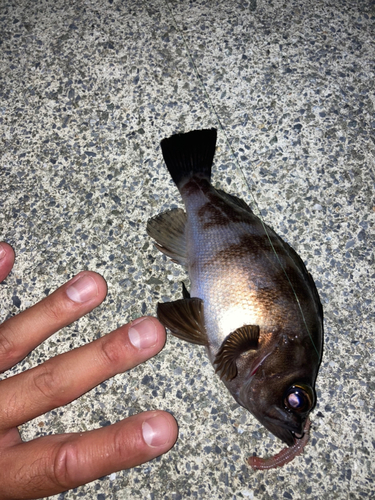 シロメバルの釣果