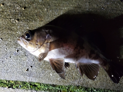 メバルの釣果