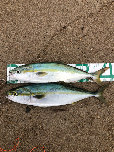 ツバスの釣果