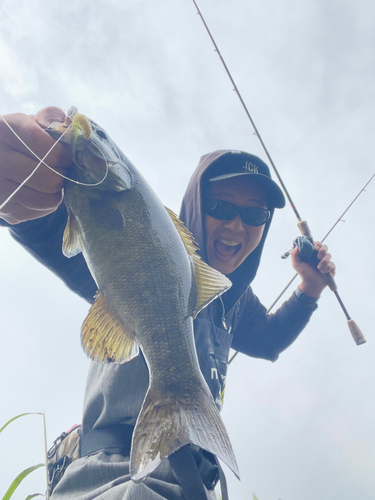 スモールマウスバスの釣果