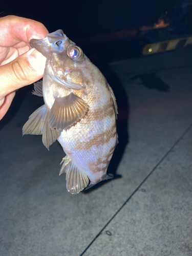 シロメバルの釣果