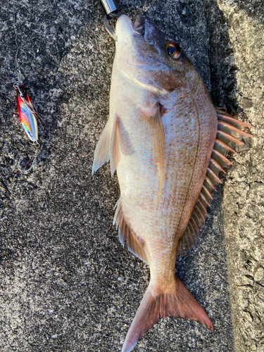 マダイの釣果