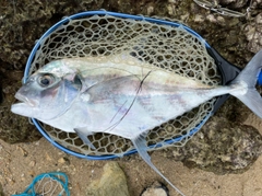 イトヒキアジの釣果