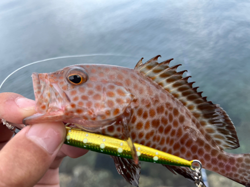 オオモンハタの釣果