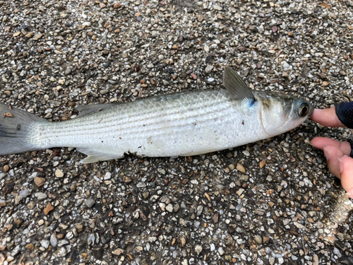 ボラの釣果