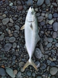 イナダの釣果