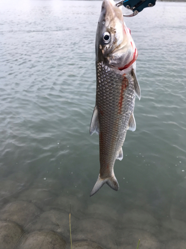 ニゴイの釣果