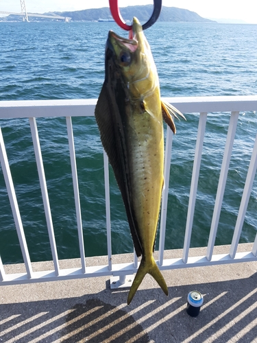 ツバスの釣果