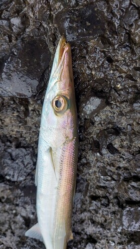 カマスの釣果