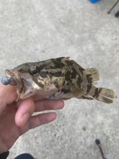 タケノコメバルの釣果