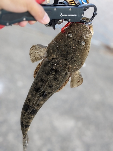 マゴチの釣果