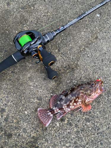 カサゴの釣果