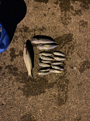 サバの釣果