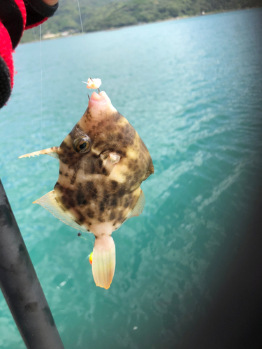 カワハギの釣果