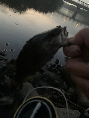 スモールマウスバスの釣果