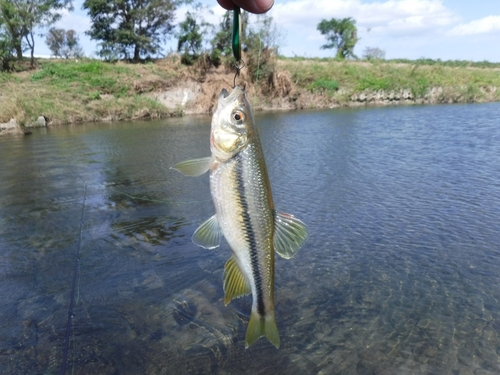 カワムツの釣果